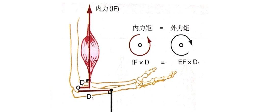 肌动学—-关节运动的力