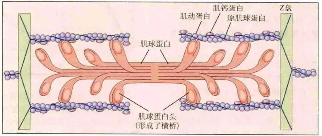 肌动学：肌肉长度—力量关系
