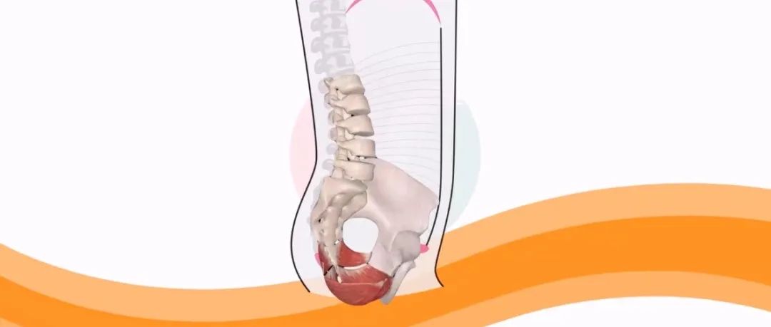 盆底康复常见误区——过早介入腹肌训练